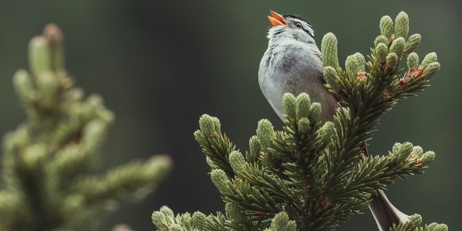 Apothecary of poetry