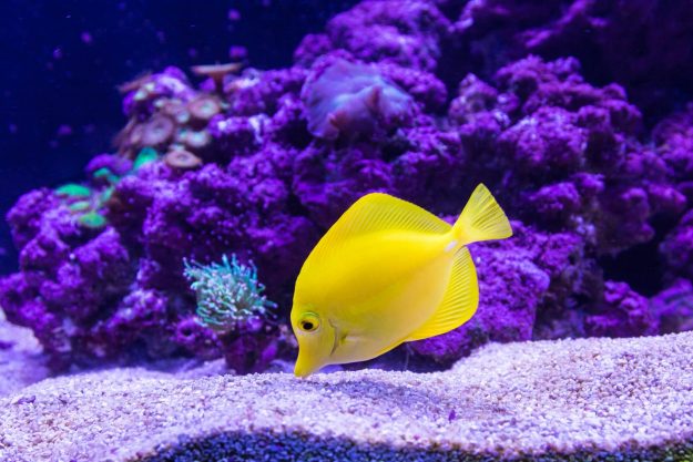 yellow-fish-tiny